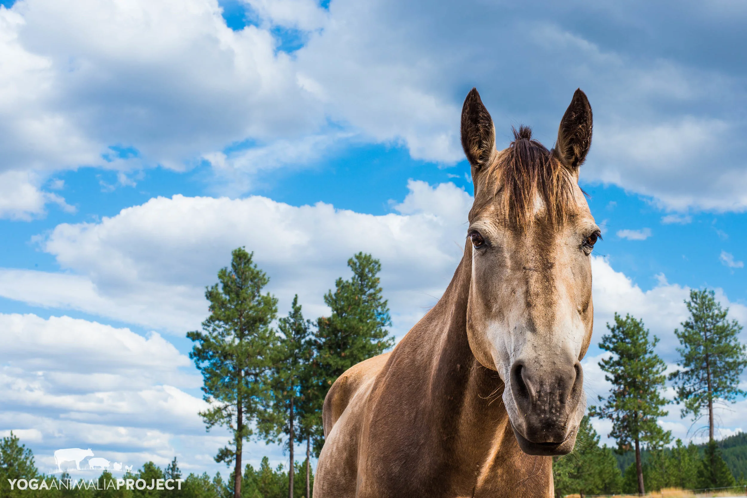 Wish/Sanctuary River's Wish Animal Sanctuary